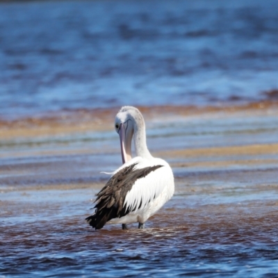 Pelecanus conspicillatus (Australian Pelican) at Mallacoota, VIC - 17 Dec 2023 by JimL