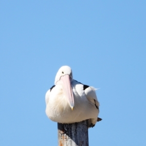 Pelecanus conspicillatus at Mallacoota, VIC - 18 Dec 2023