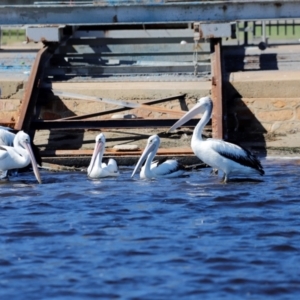 Pelecanus conspicillatus at Mallacoota, VIC - 18 Dec 2023