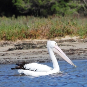 Pelecanus conspicillatus at Mallacoota, VIC - 18 Dec 2023