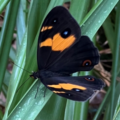 Tisiphone abeona (Varied Sword-grass Brown) at Nadgee, NSW - 19 Dec 2023 by JimL