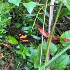 Tisiphone abeona at Nadgee Nature Reserve - 19 Dec 2023