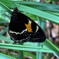 Tisiphone abeona at Nadgee Nature Reserve - 19 Dec 2023