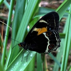 Tisiphone abeona at Nadgee Nature Reserve - 19 Dec 2023