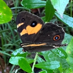 Tisiphone abeona at Nadgee Nature Reserve - 19 Dec 2023