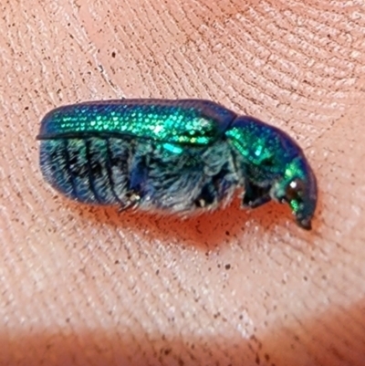 Diphucephala sp. (genus) (Green Scarab Beetle) at Cabramurra, NSW - 19 Dec 2023 by Jmetcalfe001