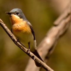 Myiagra rubecula (Leaden Flycatcher) at Belconnen, ACT - 22 Dec 2023 by Thurstan