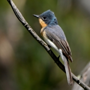 Myiagra rubecula at Woodstock Nature Reserve - 22 Dec 2023