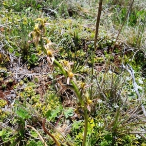 Paraprasophyllum sphacelatum at Kosciuszko National Park - suppressed