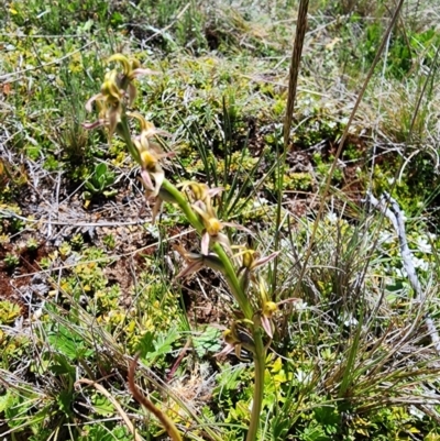 Paraprasophyllum sphacelatum (Large Alpine Leek-orchid) at Kosciuszko National Park - 19 Dec 2023 by Jmetcalfe001