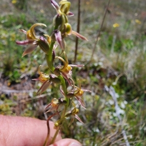 Paraprasophyllum sphacelatum at Kosciuszko National Park - 19 Dec 2023