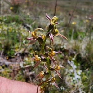 Prasophyllum sphacelatum at Kosciuszko National Park - 19 Dec 2023
