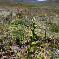 Paraprasophyllum sphacelatum at Kosciuszko National Park - suppressed