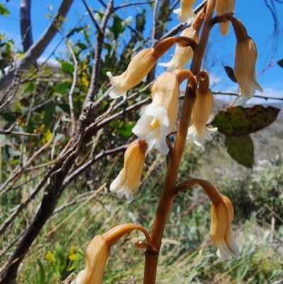 Gastrodia procera (Tall Potato Orchid) at Cabramurra, NSW - 19 Dec 2023 by Jmetcalfe001