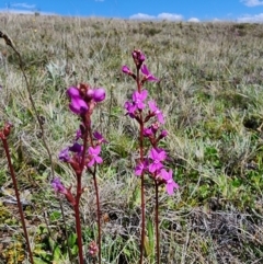 Stylidium montanum (Alpine Triggerplant) at Cabramurra, NSW - 19 Dec 2023 by Jmetcalfe001