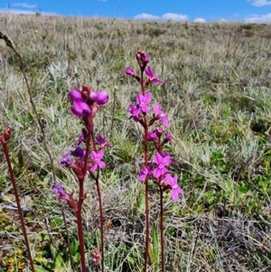 Stylidium montanum at Kosciuszko National Park - 19 Dec 2023 03:44 PM