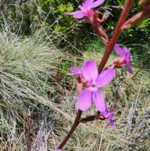 Stylidium montanum at Kosciuszko National Park - 19 Dec 2023 03:44 PM