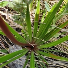 Stylidium montanum at Kosciuszko National Park - 19 Dec 2023 03:44 PM