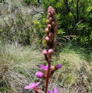 Stylidium montanum at Kosciuszko National Park - 19 Dec 2023 03:44 PM