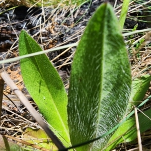 Pilosella aurantiaca at Kosciuszko National Park - 19 Dec 2023
