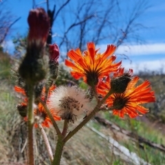 Pilosella aurantiaca at Kosciuszko National Park - 19 Dec 2023