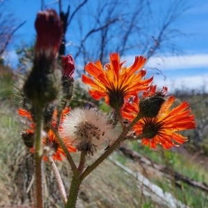 Pilosella aurantiaca at Kosciuszko National Park - 19 Dec 2023