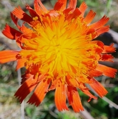 Pilosella aurantiaca at Kosciuszko National Park - 19 Dec 2023