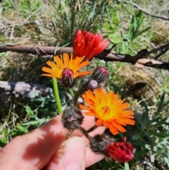 Pilosella aurantiaca at Kosciuszko National Park - 19 Dec 2023 11:50 AM