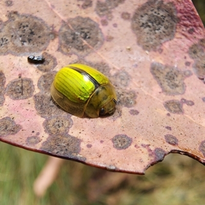 Paropsisterna hectica (A leaf beetle) at Kosciuszko National Park - 19 Dec 2023 by Jmetcalfe001