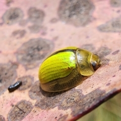 Paropsisterna hectica at Kosciuszko National Park - 19 Dec 2023