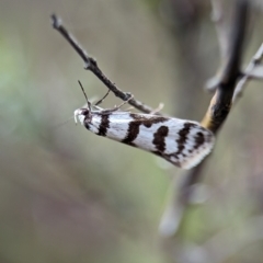 Philobota impletella Group (A concealer moth) at Kosciuszko National Park - 21 Dec 2023 by Miranda