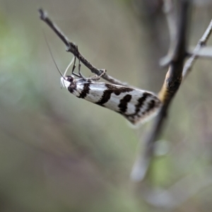 Philobota impletella Group at Kosciuszko National Park - 22 Dec 2023