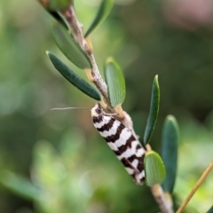 Technitis amoenana (A tortrix or leafroller moth) at Kosciuszko National Park - 22 Dec 2023 by Miranda