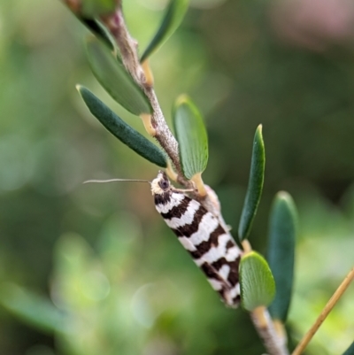 Technitis amoenana (A tortrix or leafroller moth) at Kosciuszko National Park - 22 Dec 2023 by Miranda