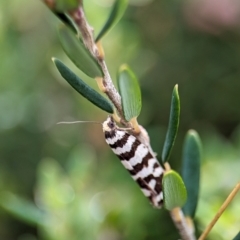 Technitis amoenana (A tortrix or leafroller moth) at Kosciuszko National Park - 21 Dec 2023 by Miranda