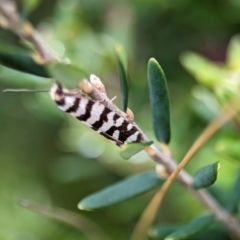 Technitis amoenana at Kosciuszko National Park - 22 Dec 2023