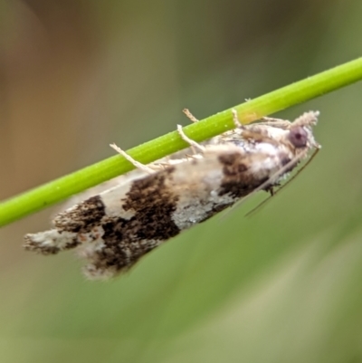 Euphona euphona (A Tortricid moth (Epitymbiini) at Kosciuszko National Park - 22 Dec 2023 by Miranda