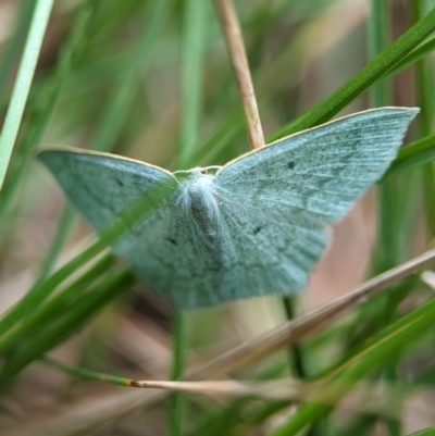 Maxates centrophylla (Green-spotted Angled Emerald) at Wilsons Valley, NSW - 22 Dec 2023 by Miranda