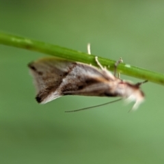 Thema chlorochyta (A Concealer moth) at Kosciuszko National Park - 22 Dec 2023 by Miranda