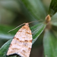 Isotenes miserana (Orange Fruit Borer) at Wilsons Valley, NSW - 21 Dec 2023 by Miranda