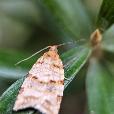 Isotenes miserana (Orange Fruit Borer) at Kosciuszko National Park - 21 Dec 2023 by Miranda