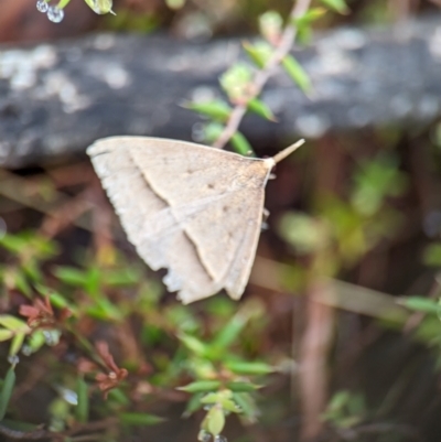 Epidesmia hypenaria (Long-nosed Epidesmia) at Kosciuszko National Park - 22 Dec 2023 by Miranda
