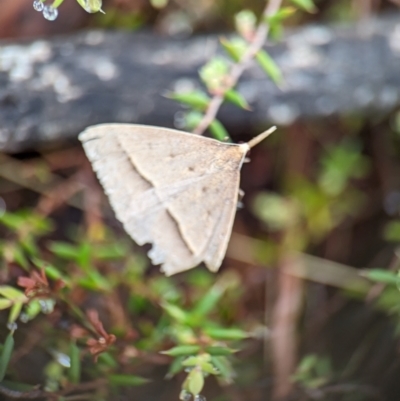 Epidesmia hypenaria (Long-nosed Epidesmia) at Wilsons Valley, NSW - 21 Dec 2023 by Miranda