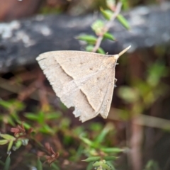 Epidesmia hypenaria at Kosciuszko National Park - 22 Dec 2023 10:41 AM