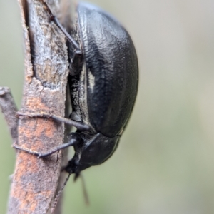 Pachycoelia sp. (genus) at Kosciuszko National Park - 22 Dec 2023