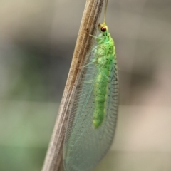 Unverified Green Lacewing (Chrysopidae) at Kosciuszko National Park - 22 Dec 2023 by Miranda