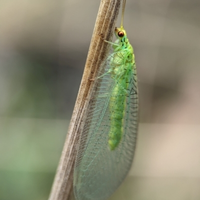 Unidentified Green Lacewing (Chrysopidae) at Kosciuszko National Park - 22 Dec 2023 by Miranda