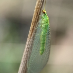 Unidentified Green Lacewing (Chrysopidae) at Wilsons Valley, NSW - 22 Dec 2023 by Miranda