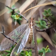 Unidentified Lacewing (Neuroptera) at Wilsons Valley, NSW - 22 Dec 2023 by Miranda
