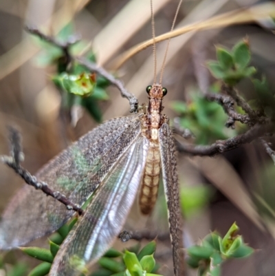 Unidentified Lacewing (Neuroptera) at Wilsons Valley, NSW - 22 Dec 2023 by Miranda